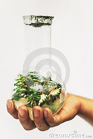 Man hand shows test tube with sample of cloned micro plant. Biotechnology laboratory concept Stock Photo