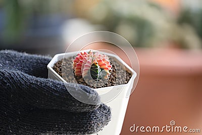 A man hand wear glove holding small cactus in white potted Stock Photo