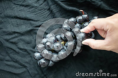 Man handpicking black grapes A citrus fruit Black cloth background Stock Photo