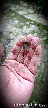 Man hands and beautiful dragonfly Stock Photo