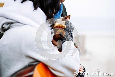 Man hands holding dog Stock Photo