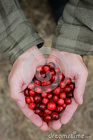 man hands holding fresh cranberries, outdoor blurred background Stock Photo