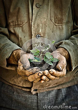 Man hands holding a green young plant Stock Photo