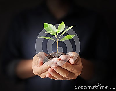 Man hands holding plant Stock Photo