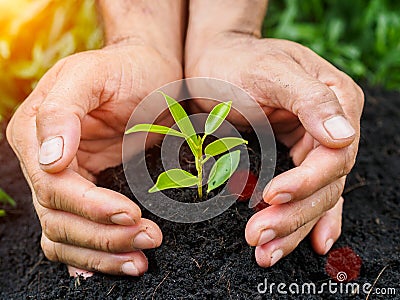 Man hands planting the tree into the soil. planting concept. Stock Photo