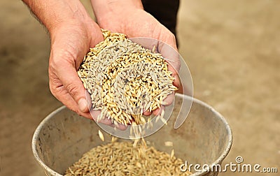 Man hands pouring wheat grains Stock Photo