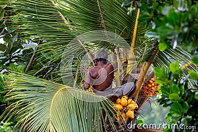 Man harvesting coconuts in a palm tree Editorial Stock Photo