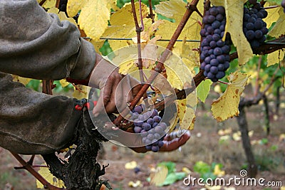 Man Harvesting Grapes Stock Photo