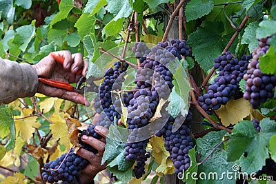 Man Harvesting Grapes Stock Photo