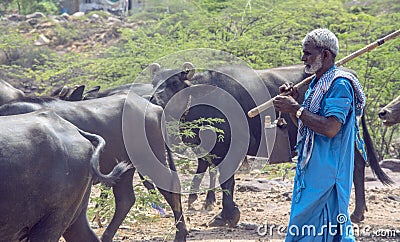 Man with herd of buffaloes Editorial Stock Photo