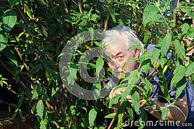 Man hiding in the bushes or voyeur. Stock Photo