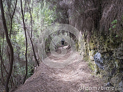 Man hiker at path at mysterious Laurel forest Laurisilva, lush subtropical rainforest at hiking trail Los Tilos, La Stock Photo