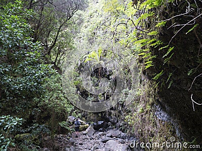 Man hiker at path at mysterious Laurel forest Laurisilva, lush subtropical rainforest at hiking trail Los Tilos, La Stock Photo