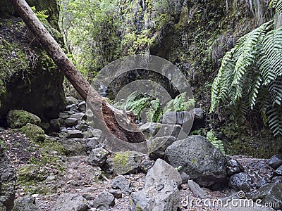 Man hiker at path at mysterious Laurel forest Laurisilva, lush subtropical rainforest at hiking trail Los Tilos, La Stock Photo