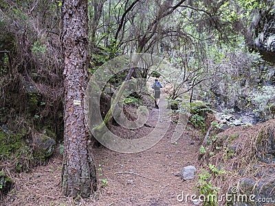 Man hiker at path at mysterious Laurel forest Laurisilva, lush subtropical rainforest at hiking trail Los Tilos, La Stock Photo