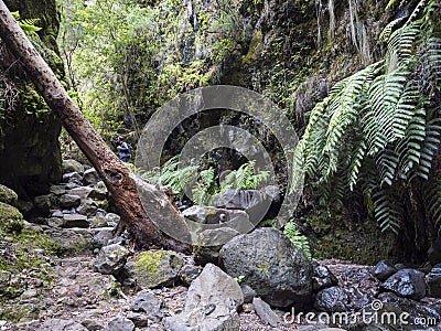 Man hiker at path at mysterious Laurel forest Laurisilva, lush subtropical rainforest at hiking trail Los Tilos, La Stock Photo