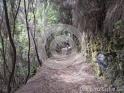 Man hiker at path at mysterious Laurel forest Laurisilva, lush subtropical rainforest at hiking trail Los Tilos, La Editorial Stock Photo