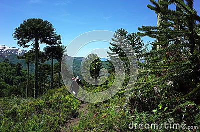 Man hiking Villarrica Traverse trail through Araucaria araucana forest Monkey puzzle tree on mountainside, Villarrica Stock Photo