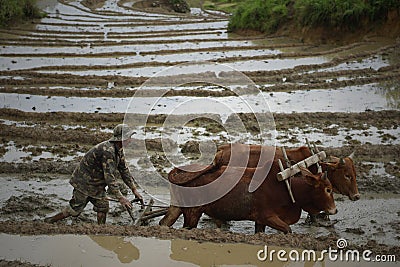 A man with his oxen ploughing the slushy field in Ukhrul Editorial Stock Photo