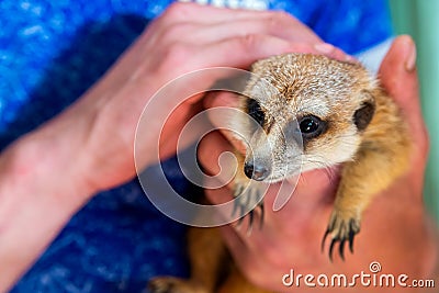 Man hold meerkat or Suricata suricatta on hands. Close-up hands and meerkat Stock Photo