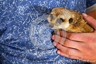 Man hold meerkat or Suricata suricatta on hands. Close-up hands and meerkat Stock Photo