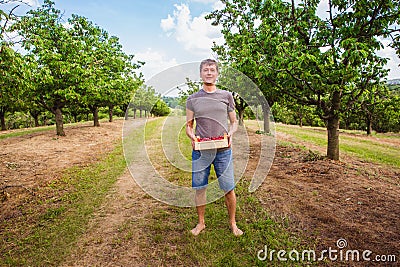 Man holding a box full of organik ripe cherries. Ingathering Stock Photo