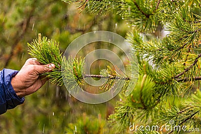 Man holding a branch of pine with rain drops on needles Stock Photo