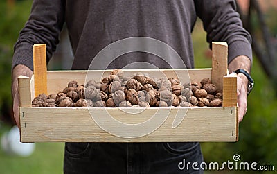 Man holding a crate of fresh picked walnuts closeup Stock Photo