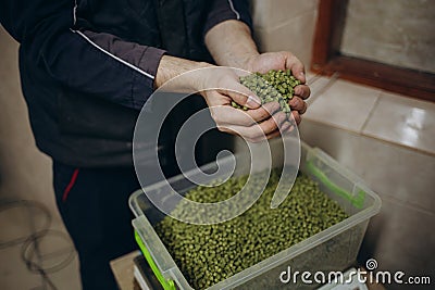 Man holding fresh green hops, closeup. Beer production Stock Photo