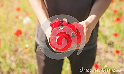 Man holding red poppies. Poppy field Stock Photo