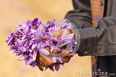 Man holding saffron crocus flowers in a field in Jammu and Kashmir Stock Photo