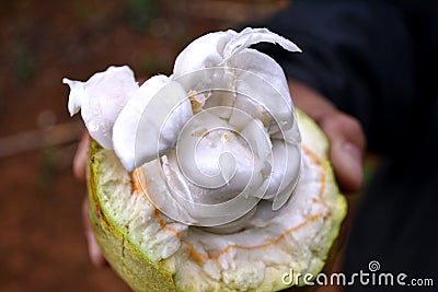 Split cacao fruit. Stock Photo
