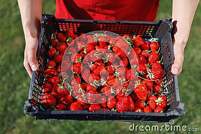 Man holding a strawberries box in his hands, green lawn background Stock Photo