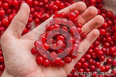 Man holding wild forest berries red currant. Healthy eating, vegetarian food and people concept - close up of young man hands hold Stock Photo