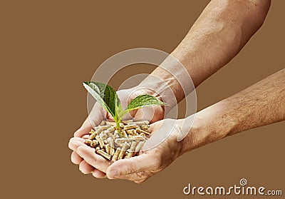 Man holding wood pellets with a young seedling Stock Photo