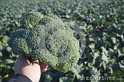 Man holds a broccoli floret over farmland furrows Stock Photo