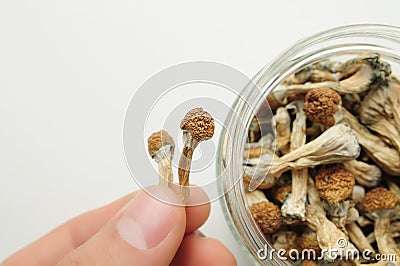 Man holds in his hand dried psilocybin mushrooms. Glass jar on white background. Psychedelic, mind-blowing, magic mushroom Stock Photo