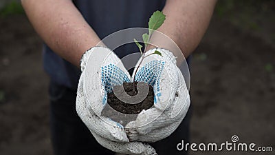 A man holds in his hands a green plant with earth. A man hands a seedling of cabbage into the camera. Stock Photo