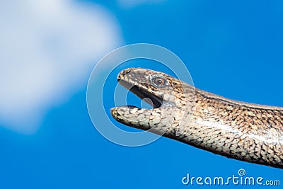 A man holds a legless lizard with a fingers on a background of blue sky. Macro photography of reptiles in the natural environment Stock Photo
