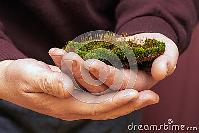 A man holds a lump of earth covered with green moss. Moss in the hands of a gardener Stock Photo