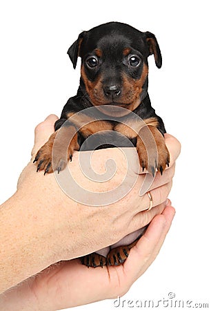 Zwerg pinscher puppy in hands Stock Photo