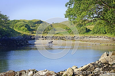 Man on horse at beach in Killybegs, West Ireland Editorial Stock Photo