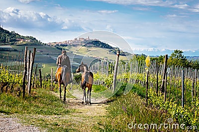 Man on a horse rides among beatiful Barolo vineyards with La Morra village on the top of the hill. Trekking pathway. Viticulture, Stock Photo