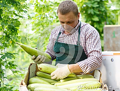 Man horticulturist in apron and gloves packing marrows to boxes in garden Stock Photo