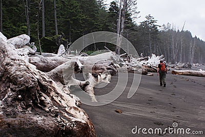 Man imprints black sand as he walks amidst collosal dead trees Stock Photo