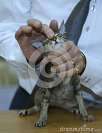 man judge hands estimating breed of pedigreed cat. Cat show Stock Photo