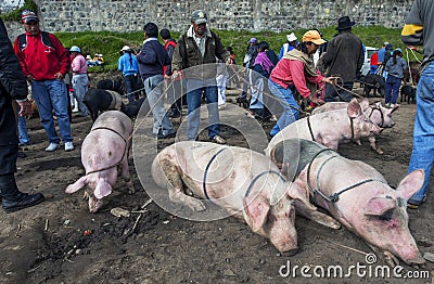 A man keeps his pigs under control at the Otavalo animal market in Ecuador in South America. Editorial Stock Photo