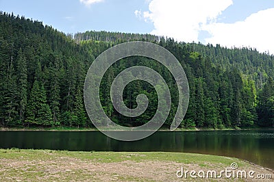 Pine forest above smooth surface of lake Synevyr Stock Photo