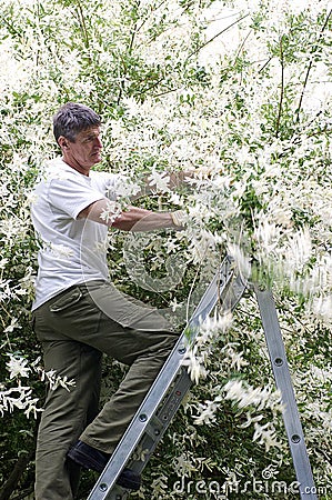 Man on Ladder Pruning Tree Stock Photo