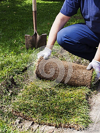 Man laying sod for new garden lawn. Stock Photo